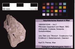 Foto (Objekt + Etiketten) von Pithonoton marginatum (von Meyer, 1842) (NHMW-GEO-1990-0041-0244)